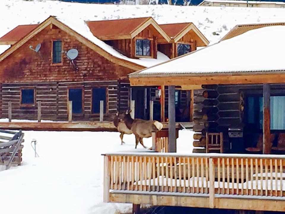 Creek Cabin Gardiner Esterno foto